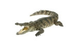 Coco Croco
